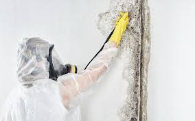 Best Emergency Mold Remediation  in Mustang Ridge, TX